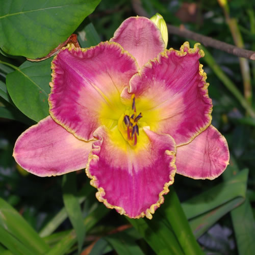 Hemerocallis David Kirchoff